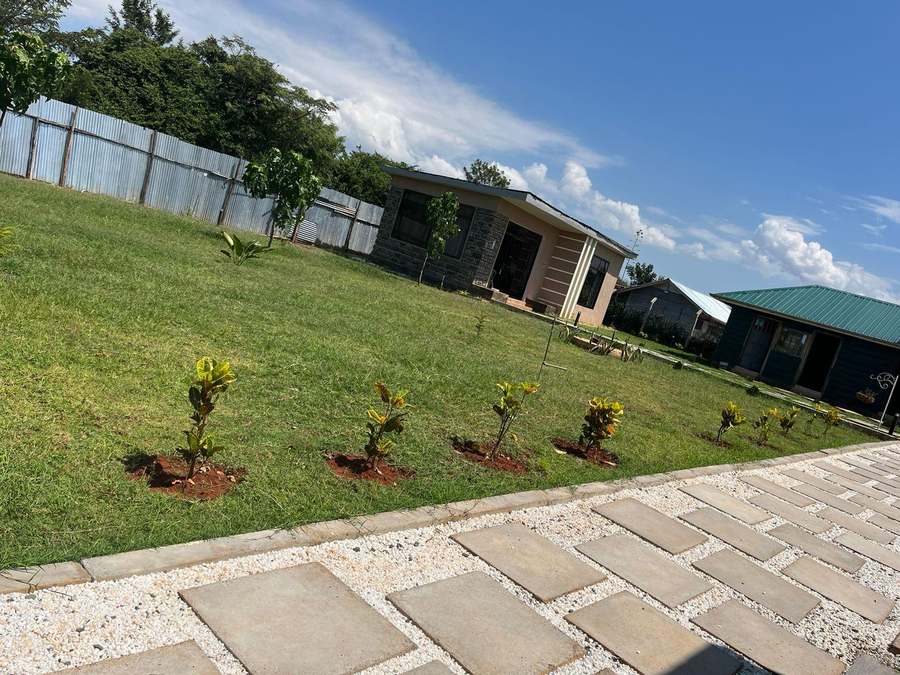 Backyard lawn and shrub border planting