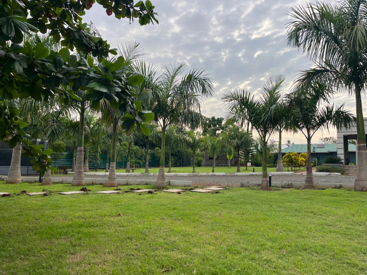Mature palm-lined lawn at a completed Eleven Scapes project