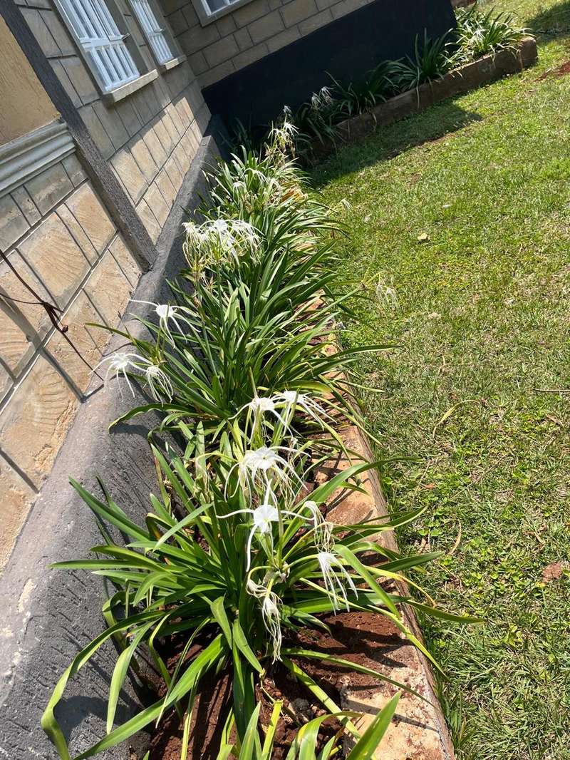 Spider lily border along a foundation wall